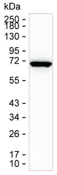 HSPA1A